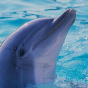 Dolphin