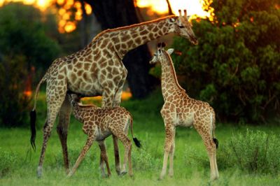 Botswana