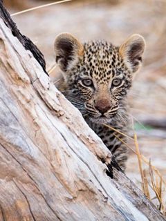 Leopardie mláďa v prírode