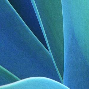 Agave