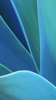 Agave