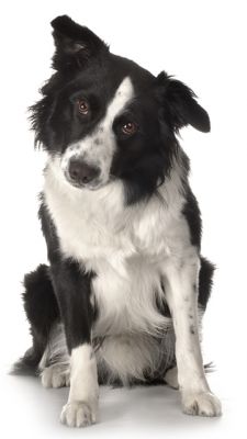 Border Collie 