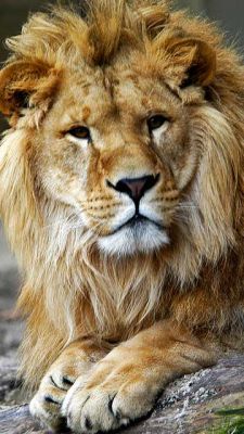 Lion - Zoo Antwerpen