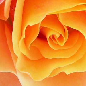 Orange Rose