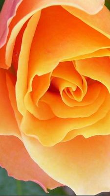 Orange Rose