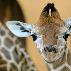 Giraffe - Berlin Zoo