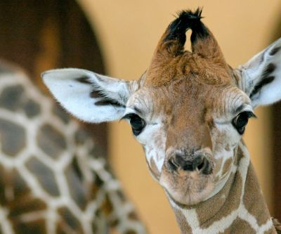 Giraffe - Berlin Zoo