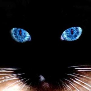 Black Cat Blue Eyes