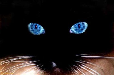 Black Cat Blue Eyes