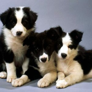 Black and White Border Collie