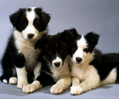 Black and White Border Collie