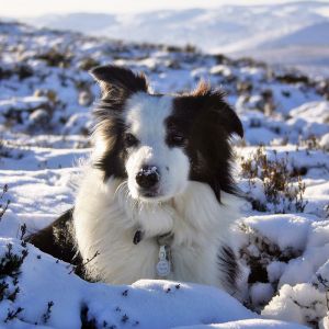 Border Collie