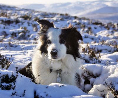 Border Collie