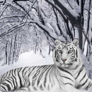 White Tiger