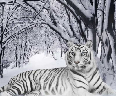 White Tiger