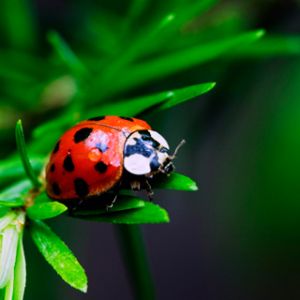 Ladybug