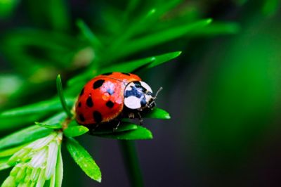 Ladybug