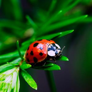 Ladybug