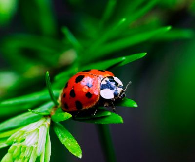 Ladybug