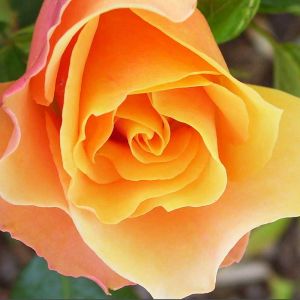 Orange Rose