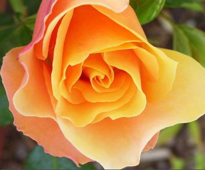 Orange Rose