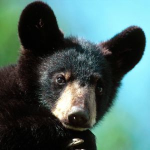 American Black Bear