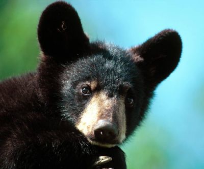 American Black Bear