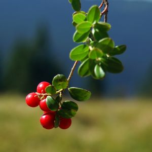 Vaccinium Vitis Idaea