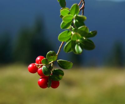 Vaccinium Vitis Idaea