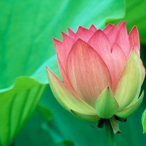 Lotus