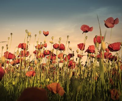 Poppy