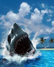 Shark