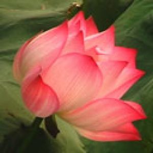 Nelumbo nucifera