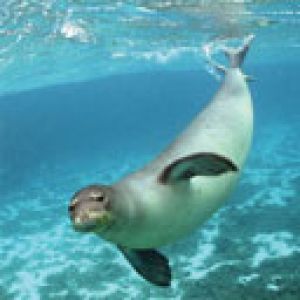 Monk Seal