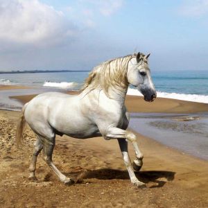 Horse