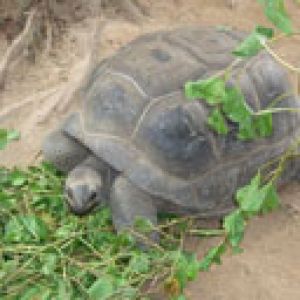 Seychelles Turtles
