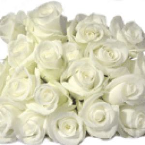 White Rose