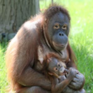 Zoo Berlin - Orangutan