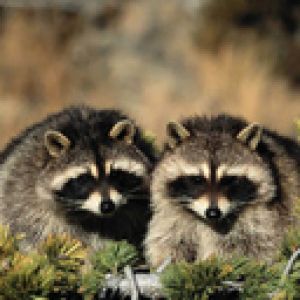 Raccoon 