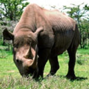 Rhinoceros