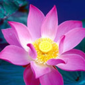 Nelumbo nucifera