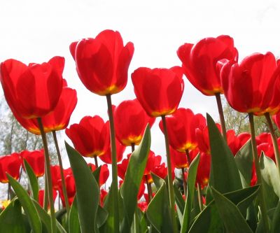 Živé červené tulipány