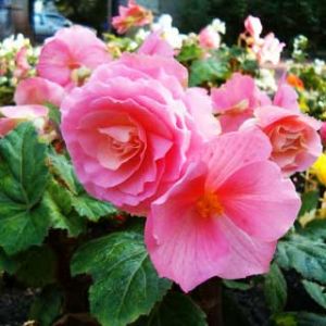 Begonia