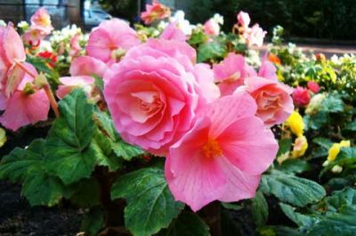 Begonia