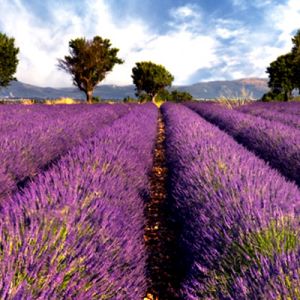 Provence Lavender