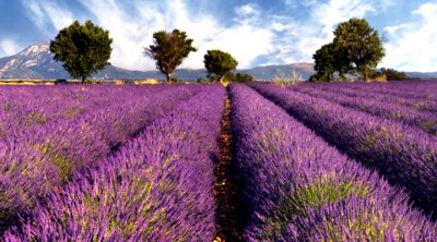 Provence Lavender