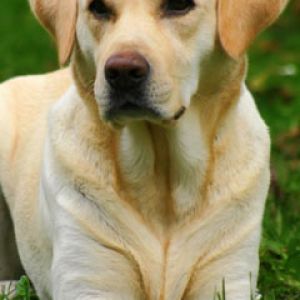 Labrador