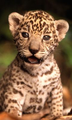 Leopard