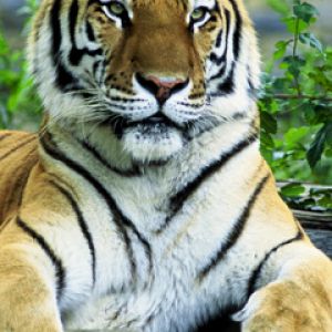 Siberian Tiger