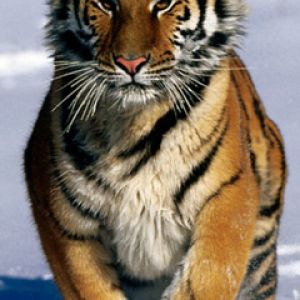 Siberian Tiger